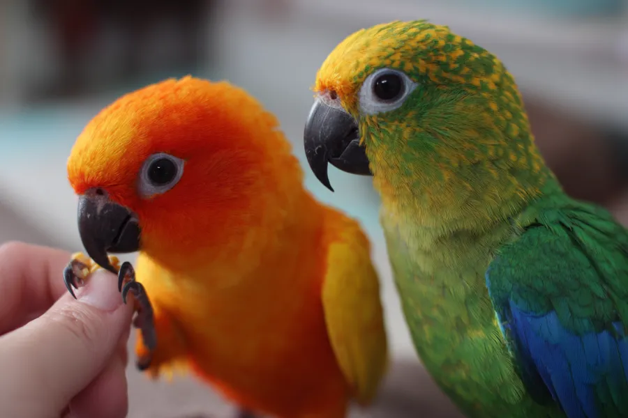 Spacious Aviary for Pet Birds: How to Create a Safe, Roomy Paradise Indoors